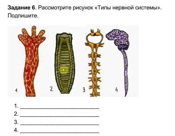 Виды нервной системы 8 класс. Виды нервной системы. Типы нервной системы у животных. Типы нервной системы человека. Типы неввнойсистемы.