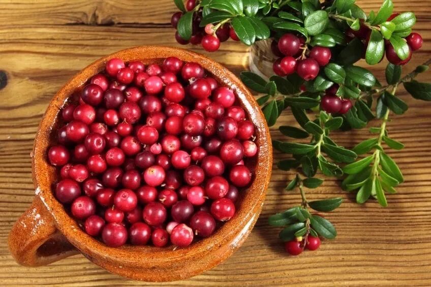 Для чего пьют бруснику
