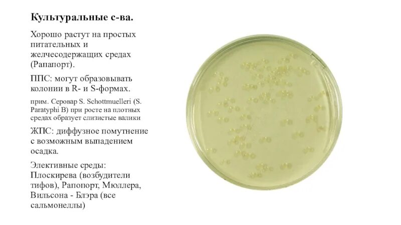 Типы колоний на питательной среде. Сальмонелла на питательных средах. Формы колоний на плотных питательных средах. R-формы колоний на питательной среде.