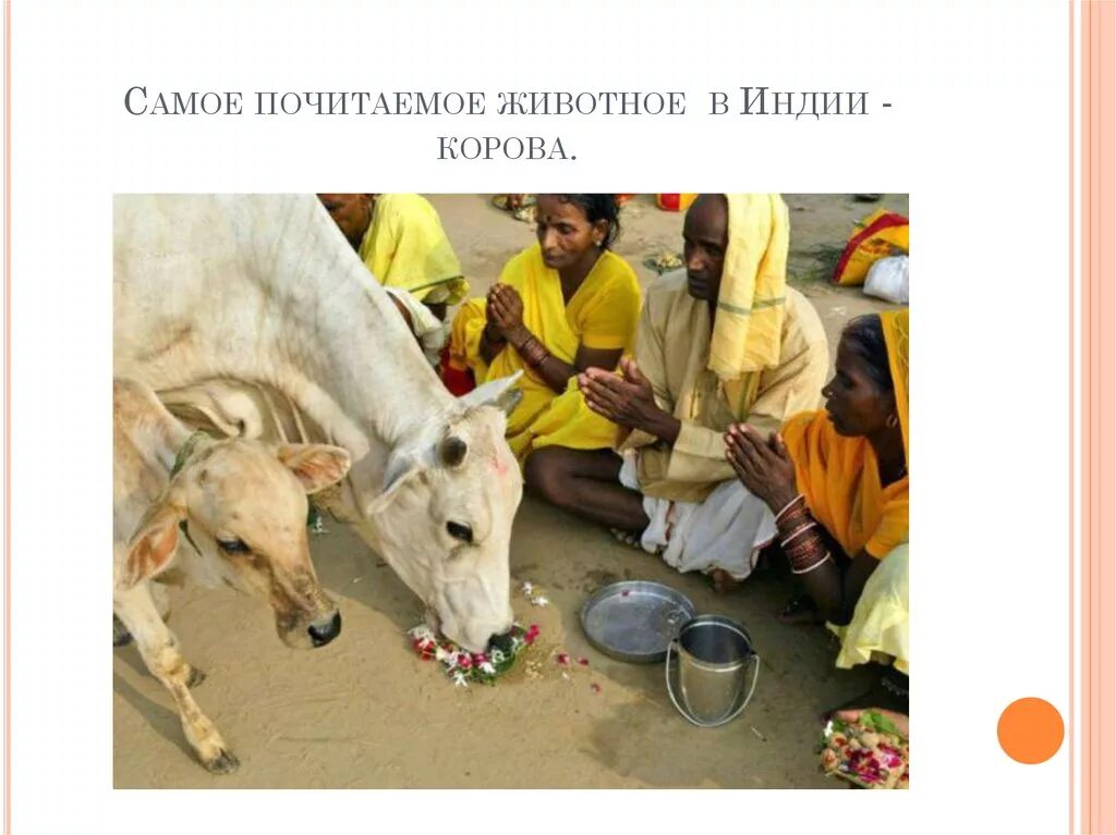 Индийцы почитали священных животных. Почему корова священное животное в индии. почитания священных животных в индии. древняя индия корова священное животное. самое почитаемое животное в индии.