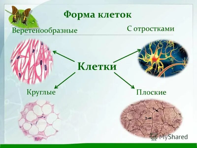 Формы живого биология. Формы клеток. Разнообразие форм клеток. Формы клеток у человека. Величина и форма клеток.