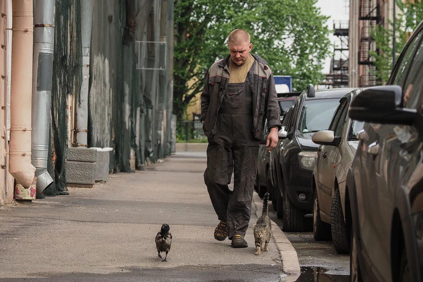 С Питере мужик ворона и кот. Человек гуляет с кошкой. Ворона кошка и человек идут на работу. Воронов шел по улице