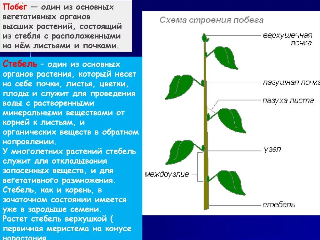 Генеративный побег растения. Вегетативный побег. Вегетативные органы растений побег. Вегетативный побег стебель лист и. Строение вегетативного побега.