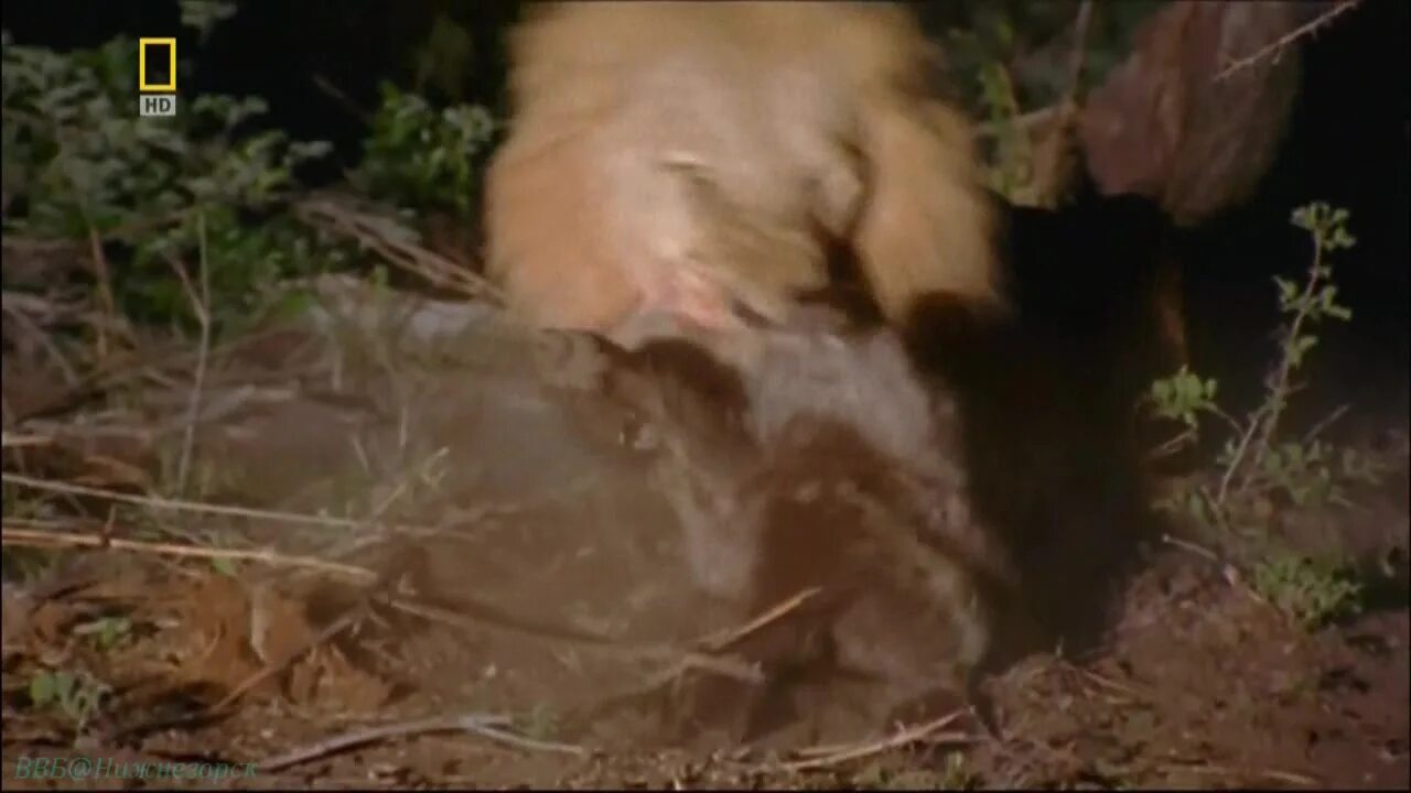 зверь 2007 года