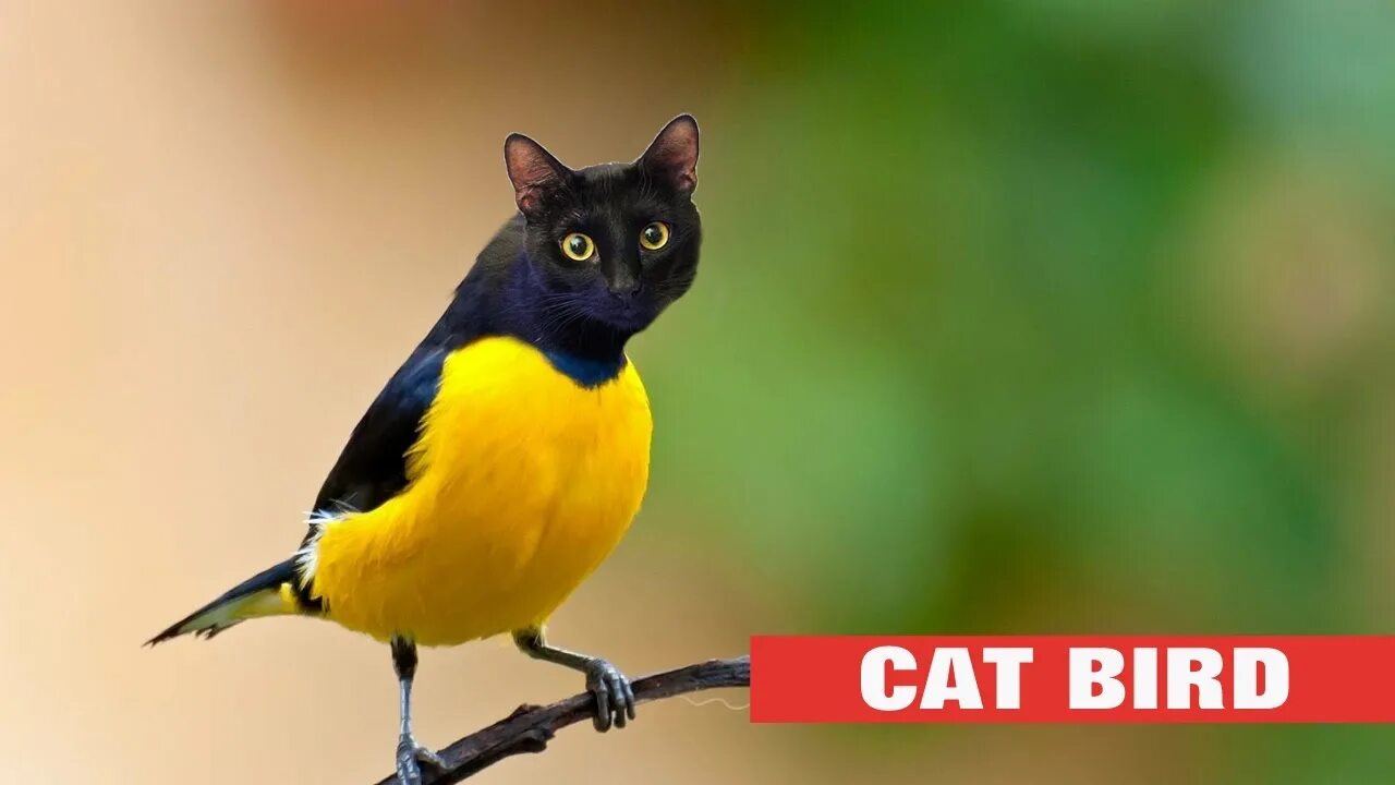 Cat Bird. Кошки и птицы фото. Cat Bird игра. Cat Bird планеты.