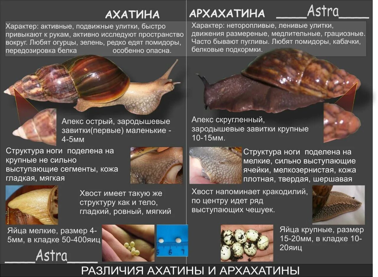 Улитки уход и содержание в домашних условиях. Улитка ахатина Овум. Улитка ахатина Архахатина. Африканская улитка ахатина. Брюхоногие моллюски ахатина.