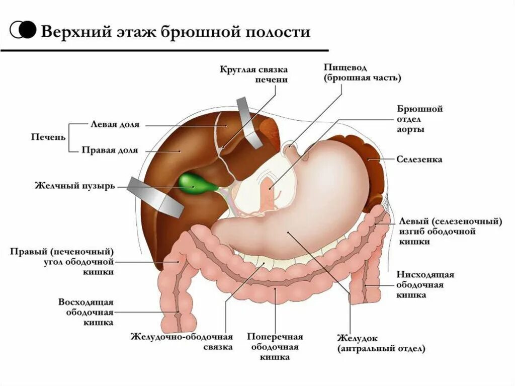 Перечислите органы брюшной полости. Анатомия брюшной полости. Органы верхней части брюшной полости. Схема брюшной полости. Анатомия Нижнего этажа брюшной полости.
