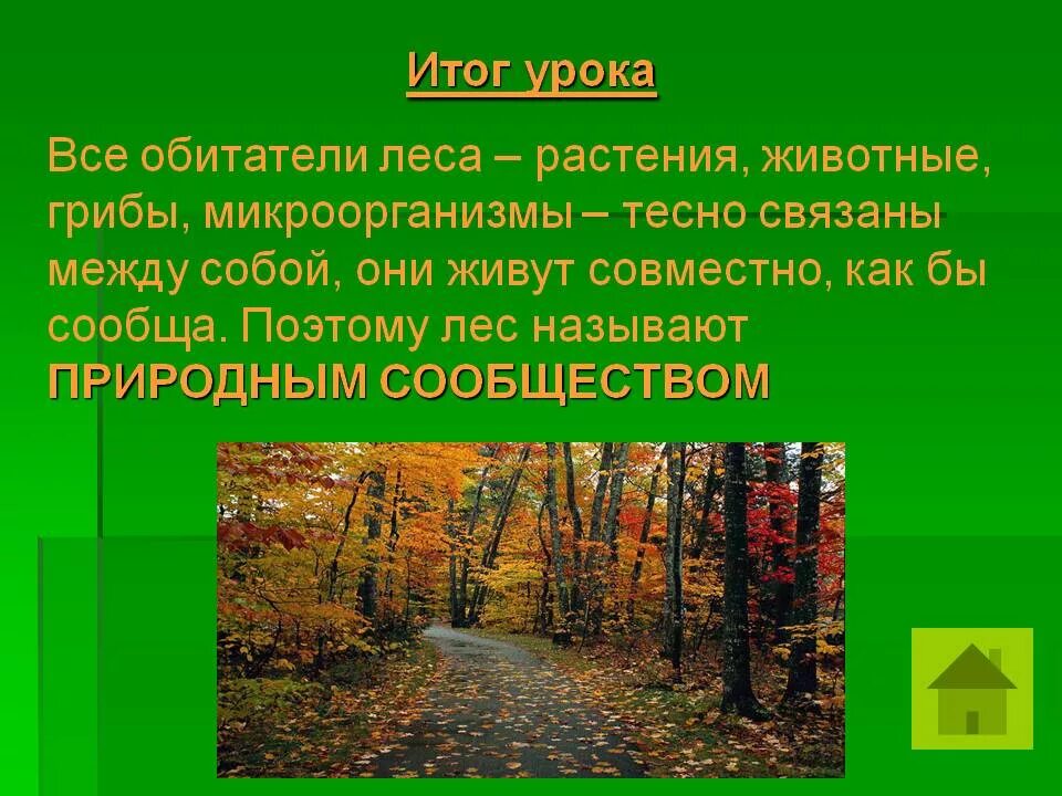 Описание природного сообщества лес. Природное сообщество лес. Сообщение о природном сообществе. Доклад про лес. Проект на тему лес.