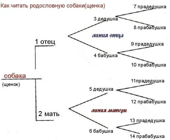 Найти родословную собаки. Анализ родословной собаки. как читать родословную собаки. родословная собак схема. родословная собаки .анализ родословной.