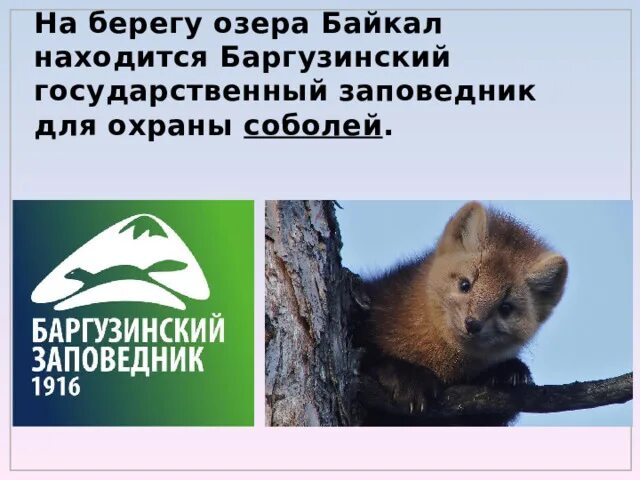 Редкие животные ильменского заповедника. Животных баргузинского заповедника. Что такое заказник заповедник красная книга. Баргузинский заповедник 1916. Баргузинский заповедник животные.