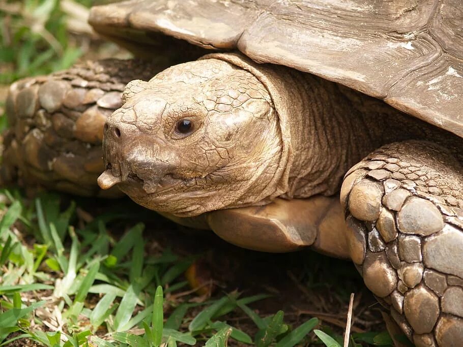 Свиноносая черепаха. Черепаха Тортилла порода. Панцирь черепахи. Черепаха спряталась.