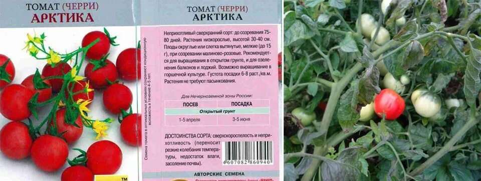 Томат подснежник характеристика. Томат черри арктика. томат арктическая вишня. томат черри арктика манул. сорта томатов черри для теплиц.