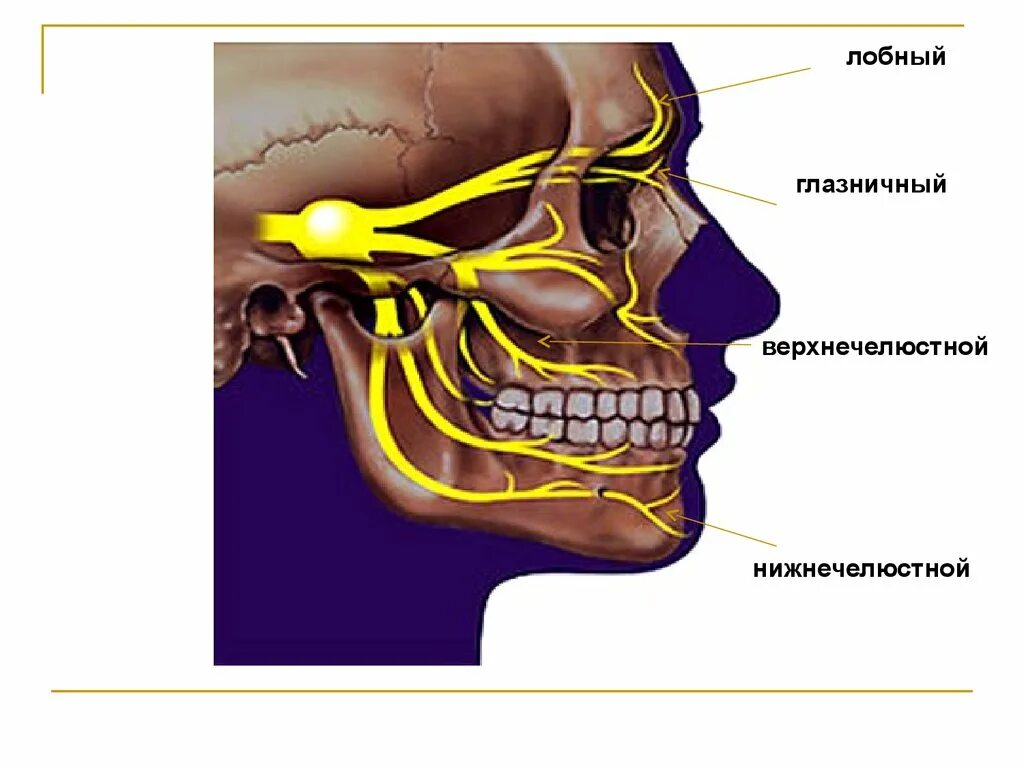 Анатомия тройничного нерва неврология. V пара, тройничный нерв. Неврология 3 ветви тройничного нерва. 5 Пара тройничный нерв. Лицевой нерв челюсти