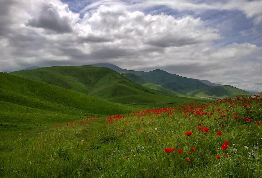 Киргизия в мае. Тянь Шань Киргизия маки. Кыргызстан горы маки. Маки Киргизия Киргизия в горах. Сары Булак Киргизия.