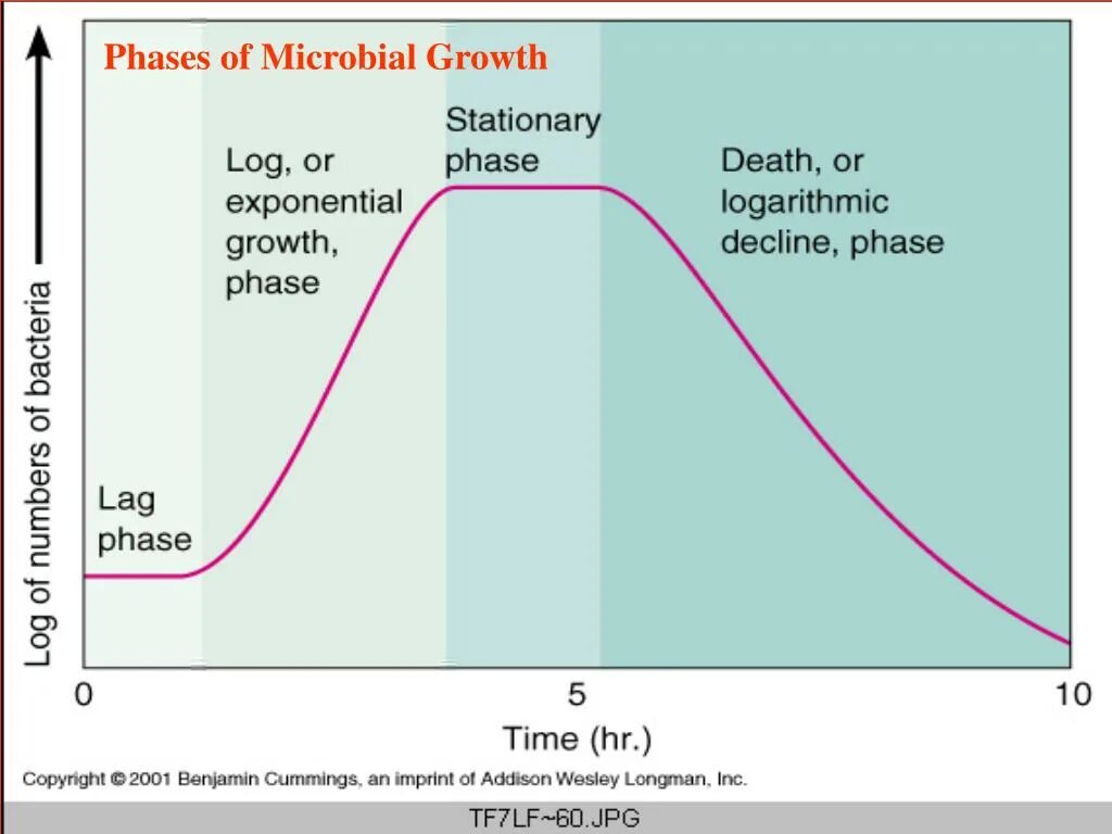 2 b рост. Лаг фаза роста бактерий. Logarithmic growth. Кривая роста Лог фаза плато. Компетентные клетки log фаза.