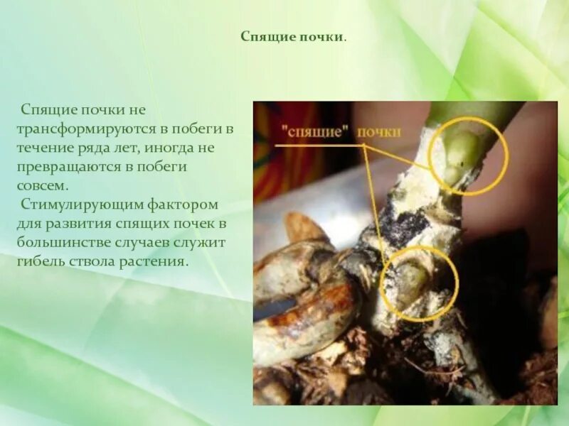 Какую функцию выполняют спящие почки. Спящие почки растений. спящие почки. спящие почки у деревьев. спящие почки у деревьев и кустарников.