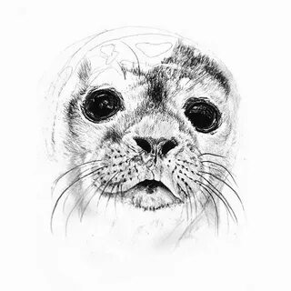 Рисовать морских котиков