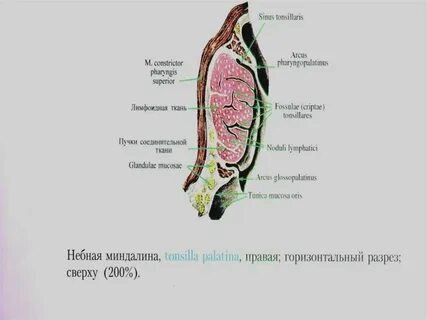 Миндалина латынь
