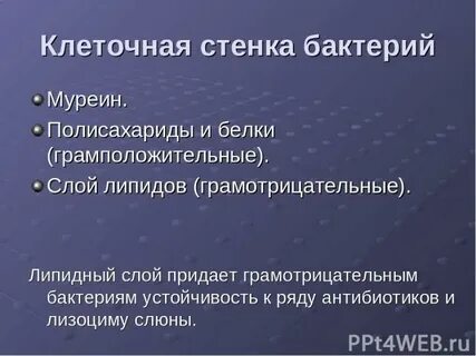 Имеет клеточную стенку из полисахаридов