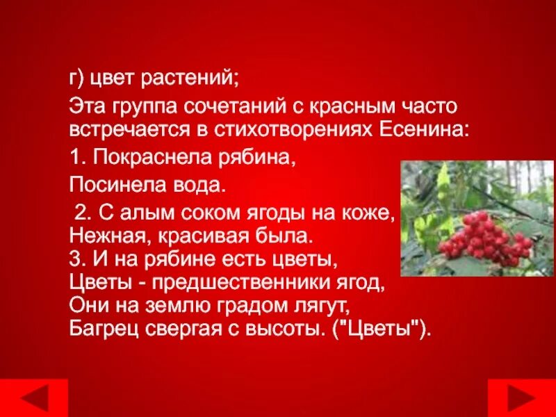 Отрывок о красной. Стих покраснела рябина посинела вода. Покраснела рябина Есенин. Стихотворение Есенина покраснела рябина. Стихотворение про рябину Есенин.