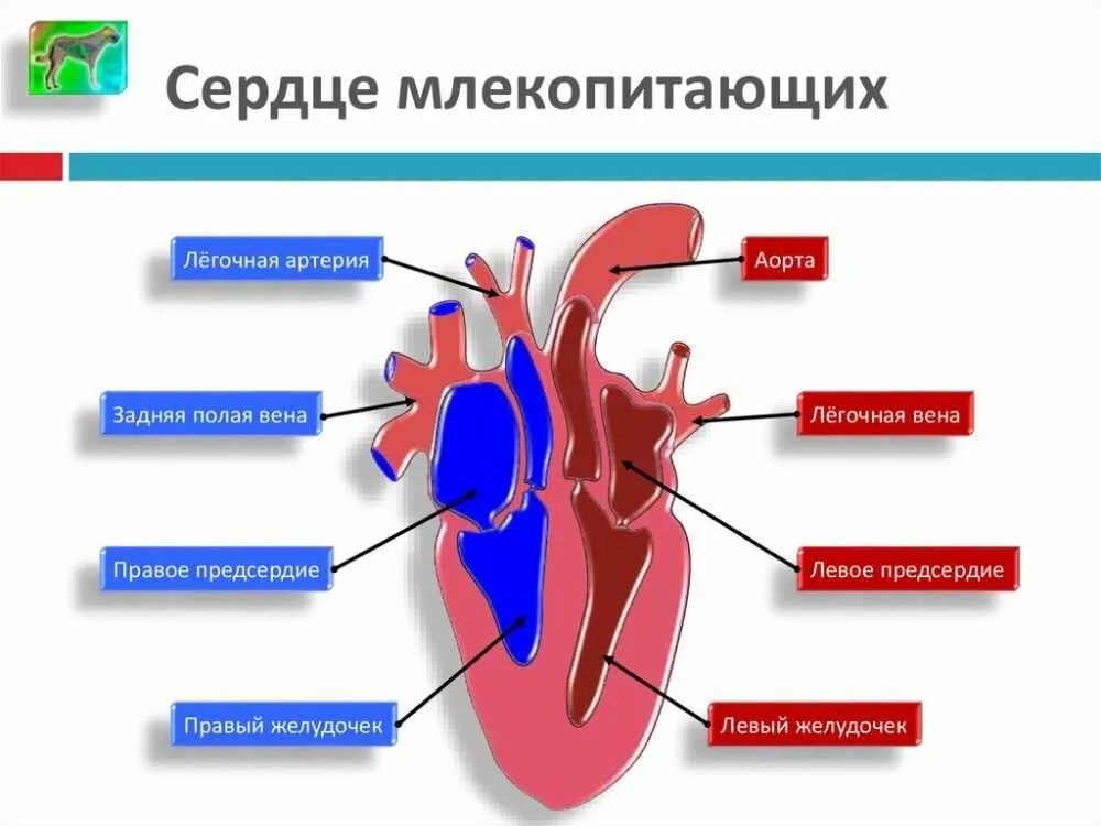 Схема строения сердца и кровеносной системы млекопитающих. Структура сердца млекопитающих схема. Строение сердца млекопитающих. Строение структура сердца млекопитающего. Предсердие у животных