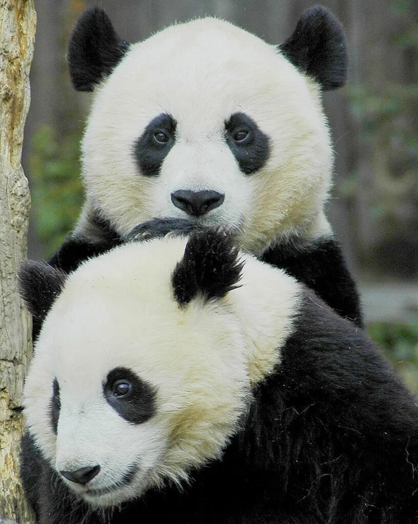 Pandas r