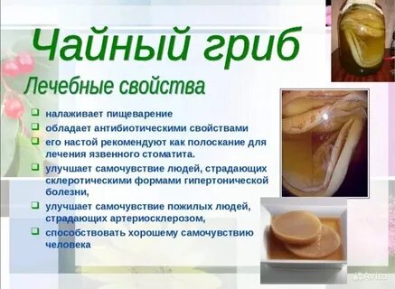 Чайный гриб отзывы