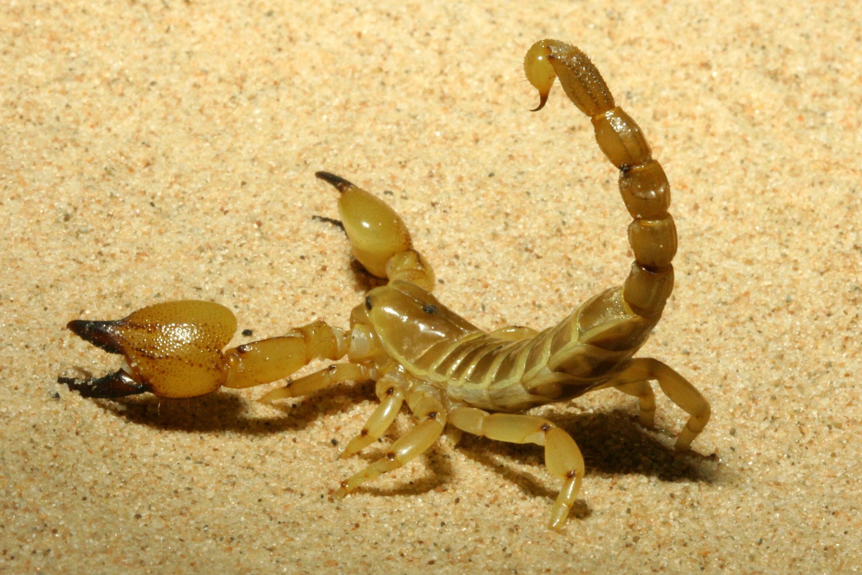 Африканский Маурус Скорпион. Скорпион Лейурус. Scorpio europaeus. Африканский МАУ.