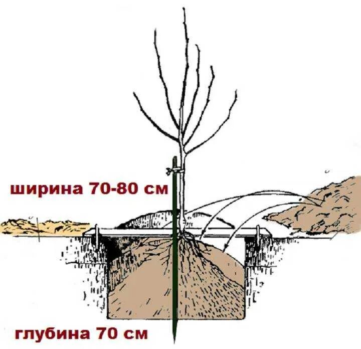 Посадка яблони весной в открытый грунт. Посадка яблони весной. Посадка яблони весной саженцами.