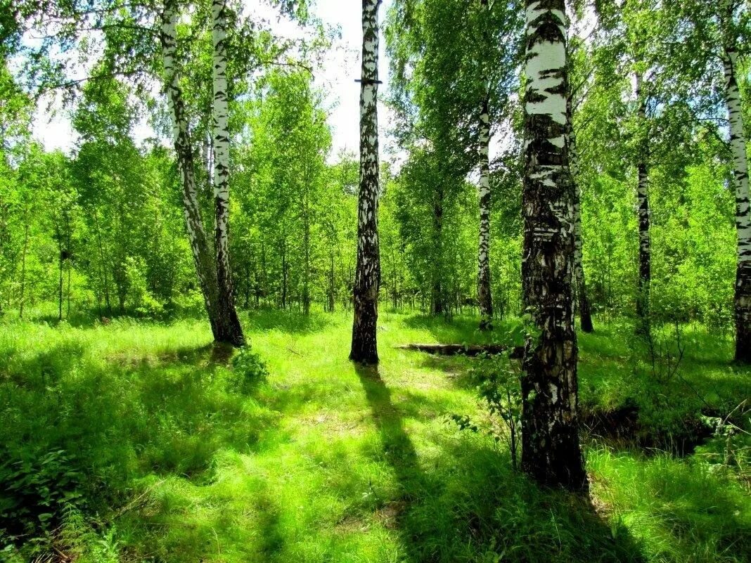 Природа Лесная Поляна Берёзовая роща. Березовая роща опушка. Летний лес. Летом в лесу.