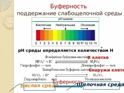 Какая рн среда в желудке человека