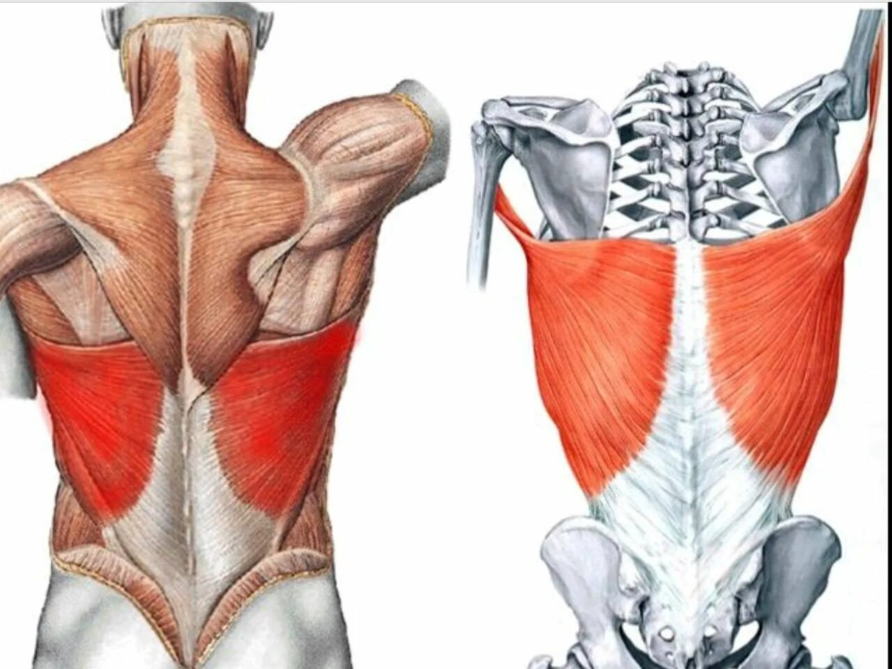 Поясница спереди. Ромбовидная мышца анатомия. Ромбовидные мышцы спины анатомия. Широчайшая мышца спины анатомия. Латиссимус Дорси мышца.
