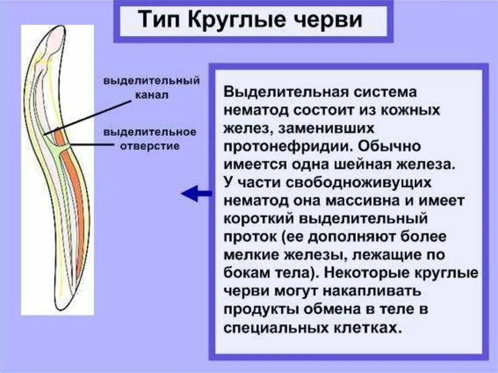 Строение выделительной системы круглых червей. Выделительная система круглых червей 7 класс. Тип круглые черви выделение. Органы выделения круглых червей.