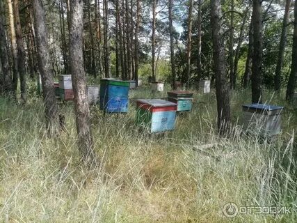 Пчелы в воронеже