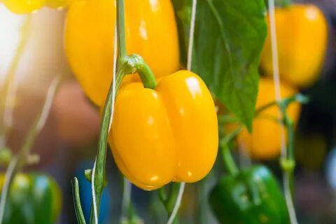 Pepper up