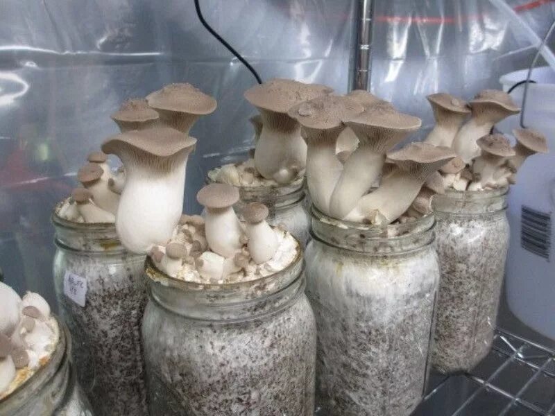 Купить мицелий для выращивания грибов