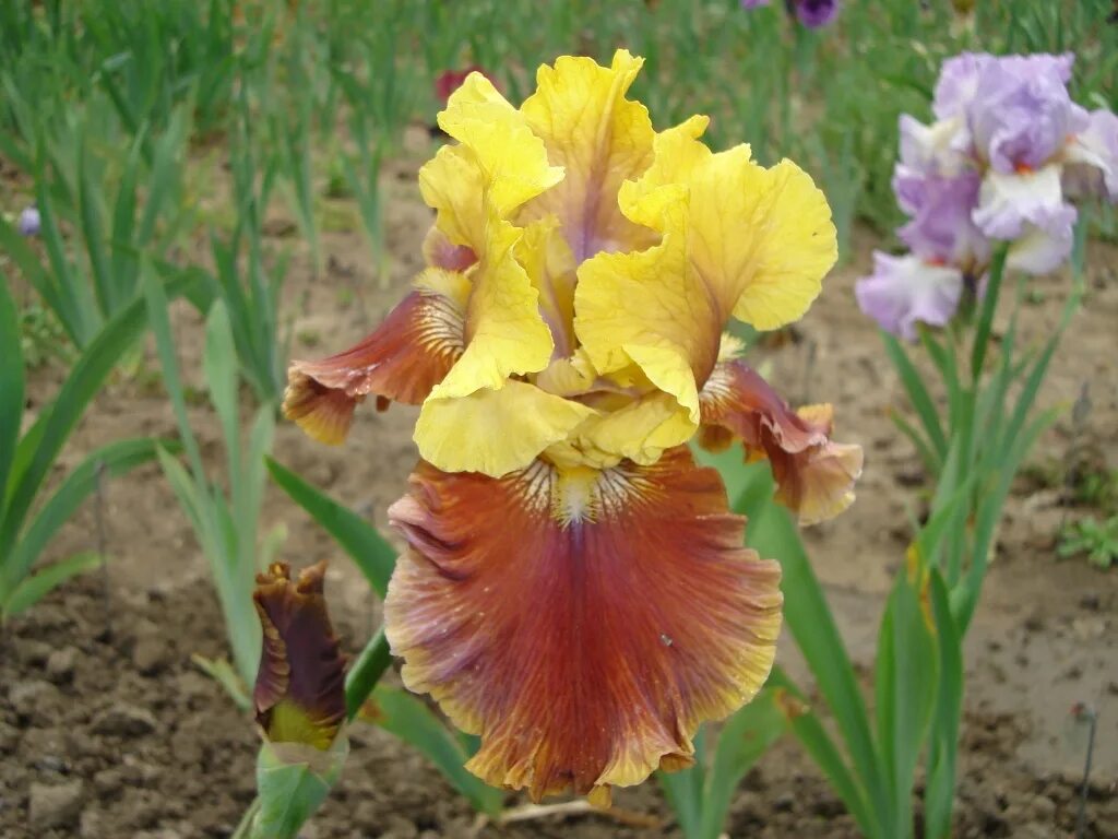 Ирис тонколистный. Ирис roaring twenties. Ирис сорт swazi princess. Цветок ирис касатик. Ирис карликовый cherry blush.