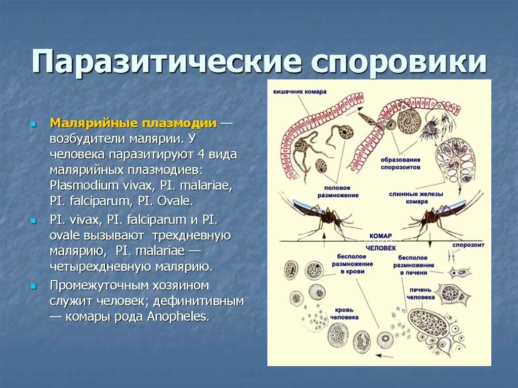 Паразитические Споровики. Протисты Споровики. Строение цикл развития плазмодия. Класс Споровики паразиты.