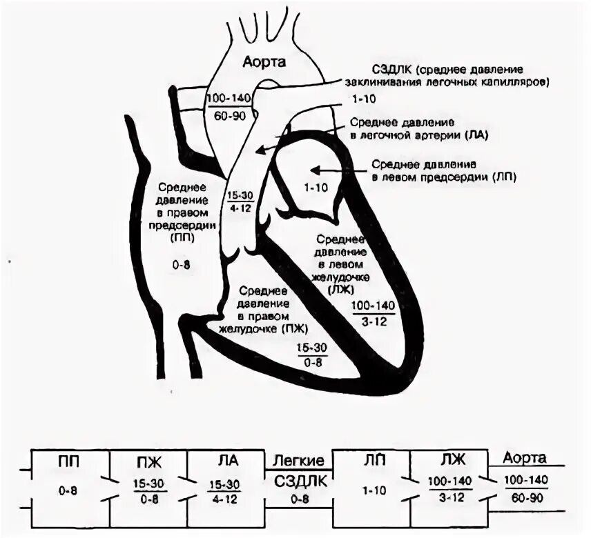 Давление в правом предсердии. Эхокардиография норма градиента давления в легочной артерии. Давление заклинивания легочной артерии ЭХОКГ. Давление в полостях сердца в норме. Градиент давления в камерах сердца.