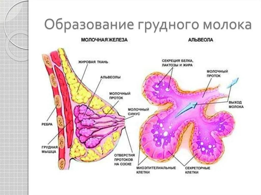Образование молочной. Анатомия альвеолы молочной железы. Строение альвеолы молочной железы. Процесс образования грудного молока. Строение дольки молочной железы.
