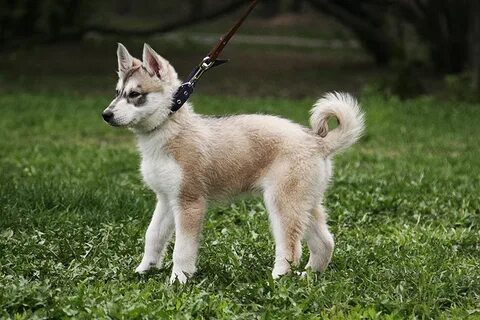 Лайка мэджик