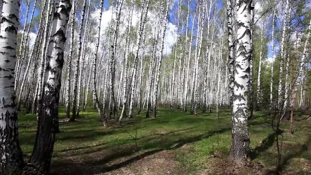 В березовой роще распустится первый