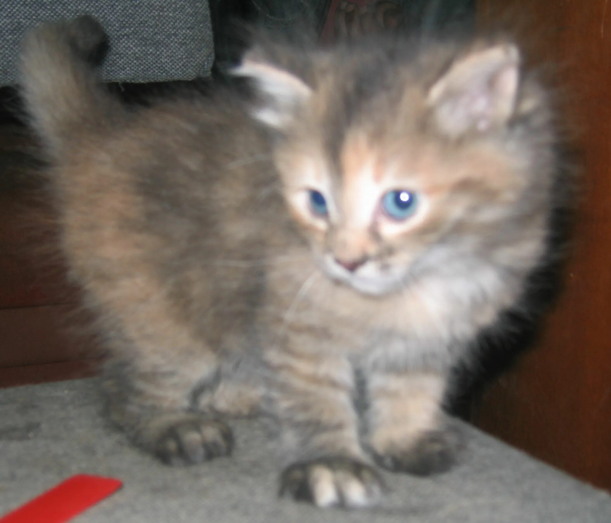 авито возьму котенка в добрые руки. котята домашние в добрые руки. котята в добрые руки. отдам котят в добрые руки. красивые котята даром.