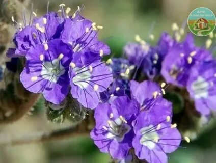 Вайлдберриз фацелия