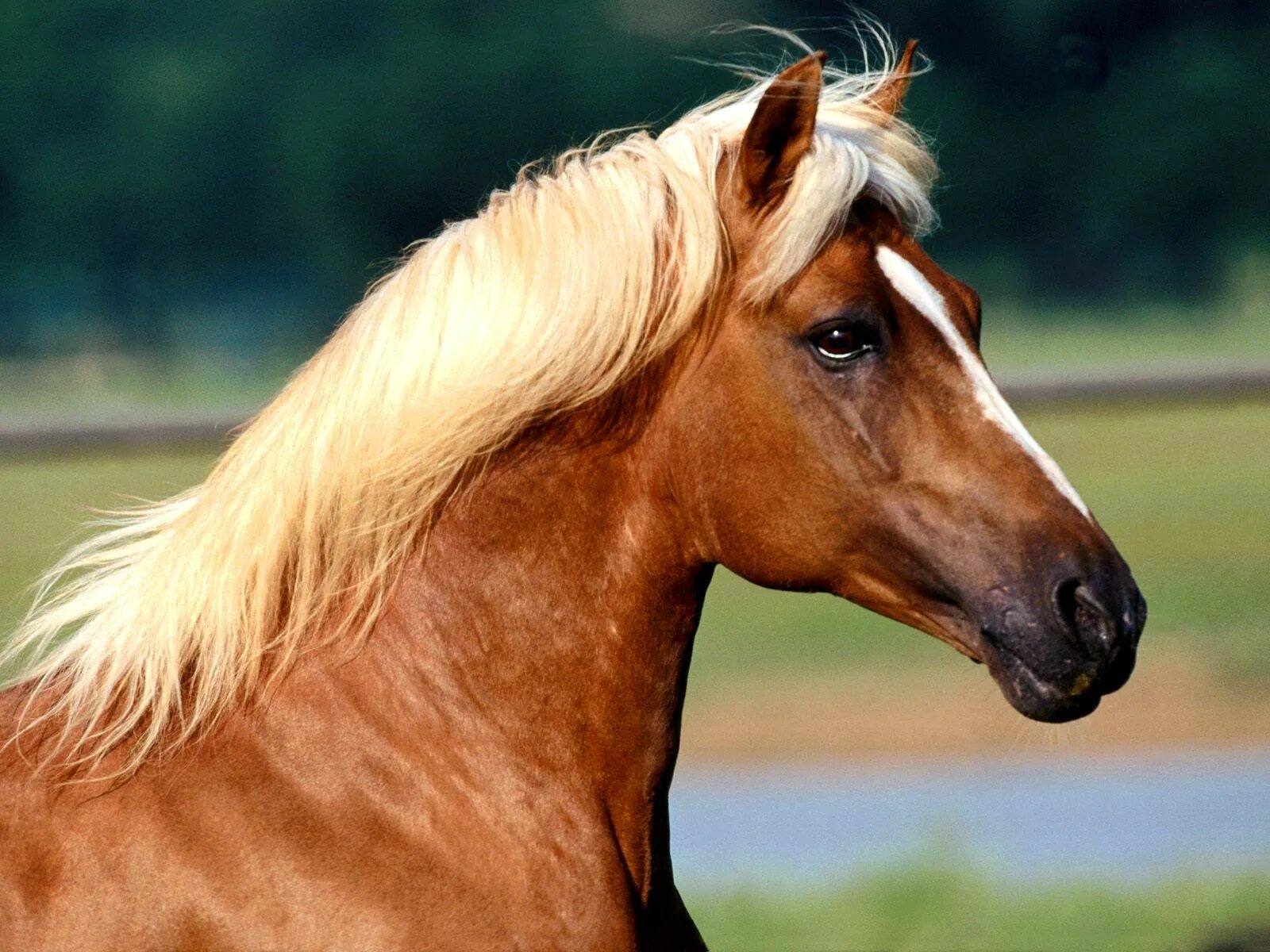 Конь с коне крупно. Лошади. Морда лошади. Красивые лошади. Грива лошади.