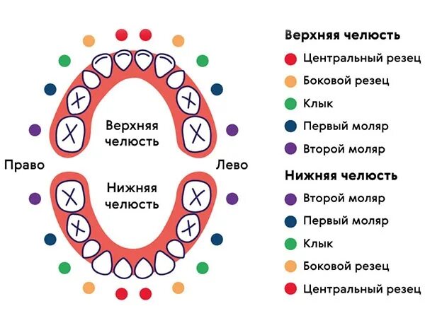 Как выпадают молочные зубы у детей. Как выпадают молочные зубы у детей