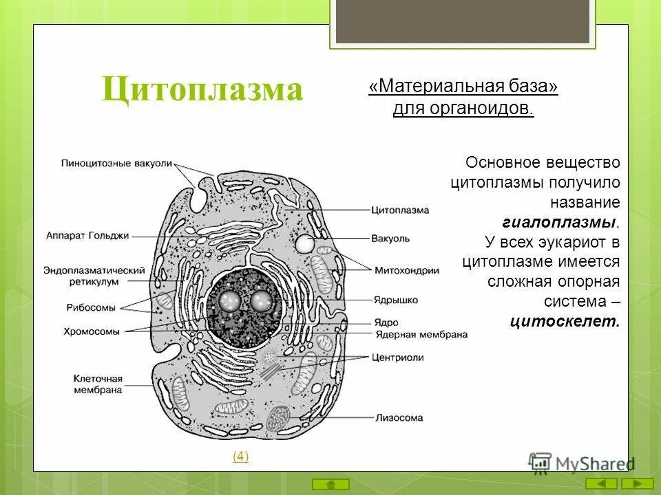 Строение органоида клеточные включения. Схема органелл растительной клетки строение. Строение органоидов эукариотической клетки рисунок. Основные части клетки анатомия. Цитоплазма значение этой структуры в жизнедеятельности клетки