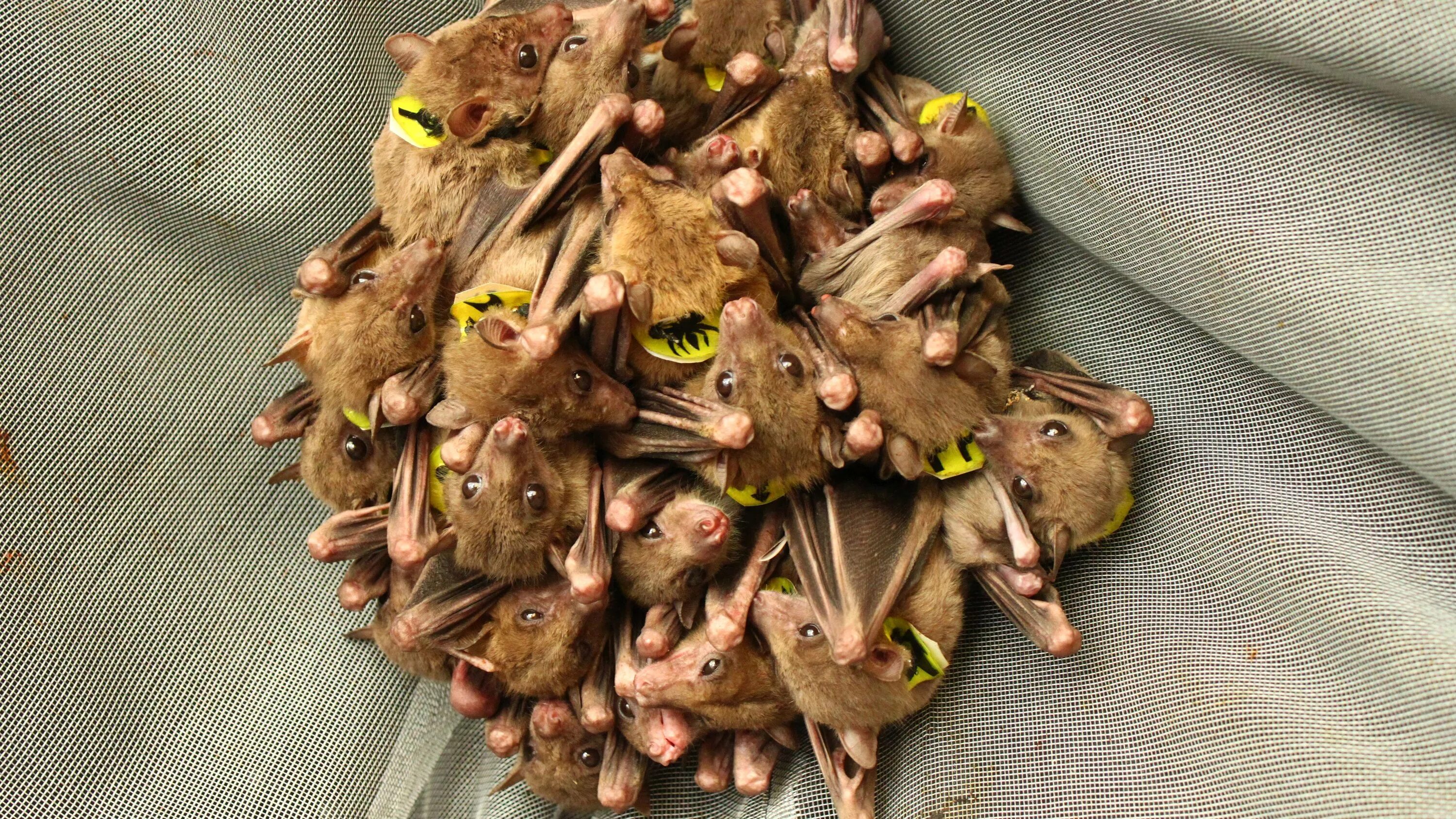 There are various myths surrounding bats those