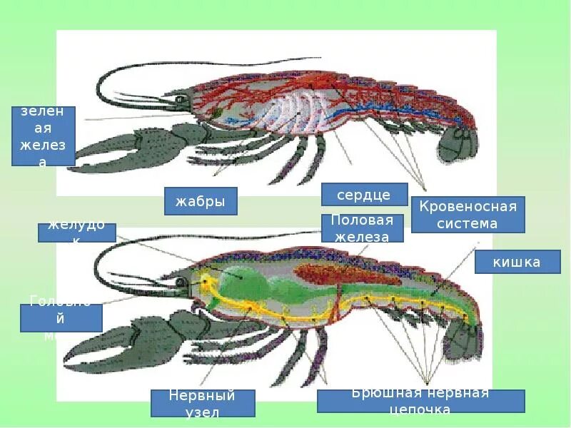 Какую функцию выполняют жабры у рака. Выделительная система ракообразных. Членистоногие брюшная нервная цепочка. Зелёные железы у ракообразных. Внутреннее строение членистоногих.