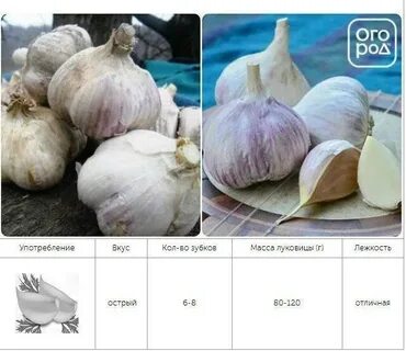 Средняя головка чеснока сколько граммов весит